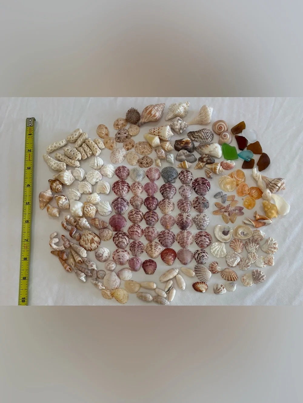 175 MIX SEASHELLS SHELLS SMALLER SIZE SANIBEL, FLORIDA CRAFT / COLLECTOR LOT 175